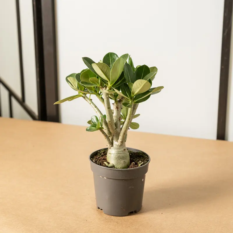 Adenium obesum