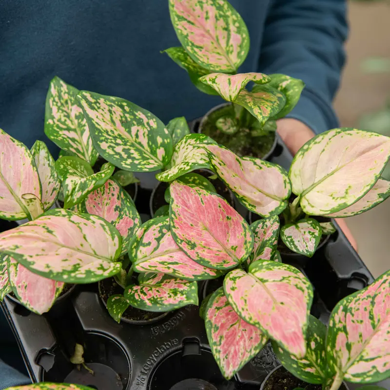 Aglaonema commutatum red zirkon
