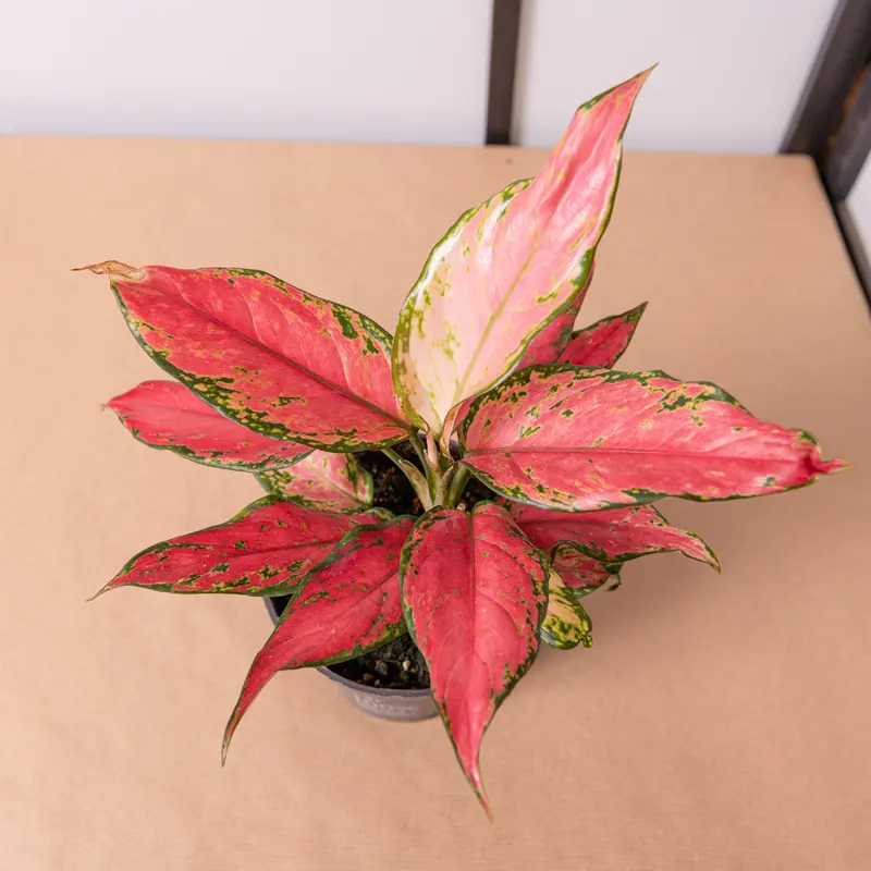 Aglaonema pink star