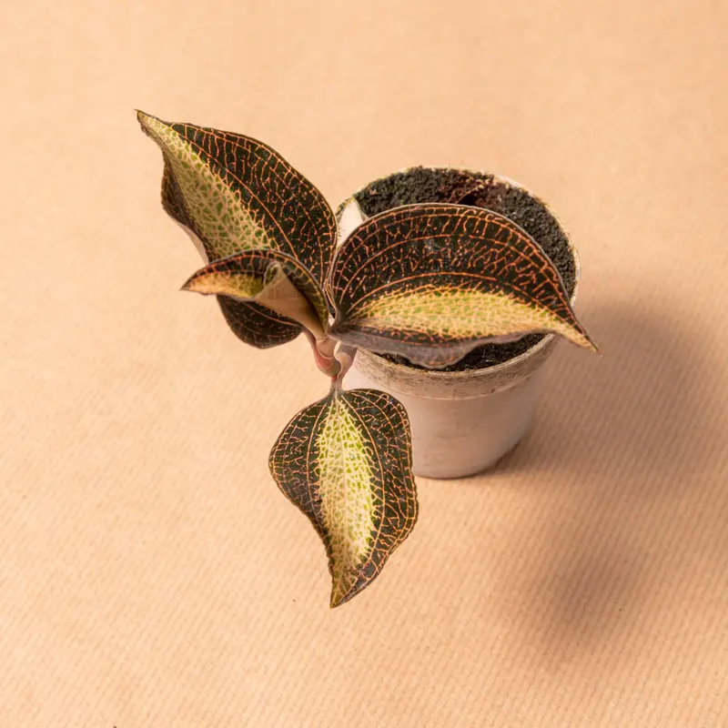 Anoectochilus albolineatus