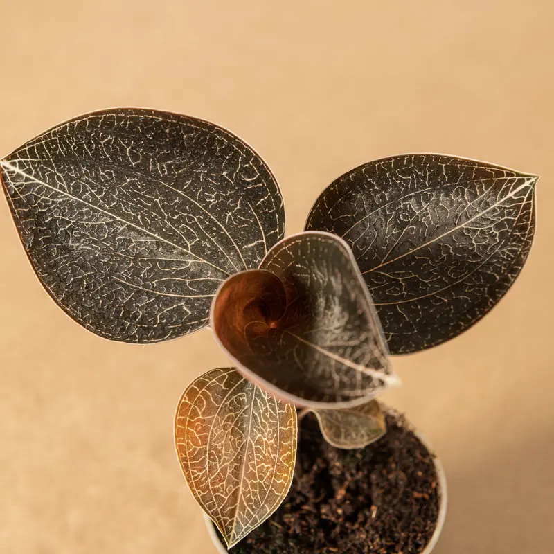Anoectochilus anyx