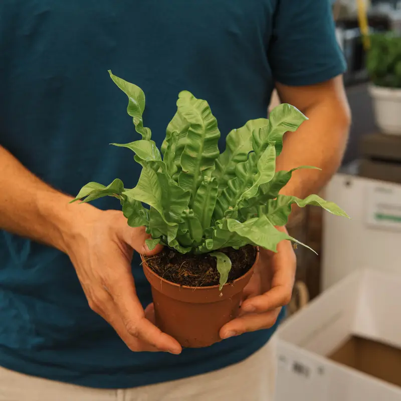 Asplenium nidus “Crispy Wave”