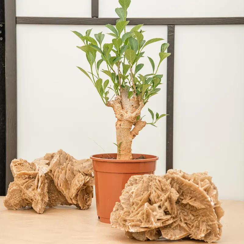 Baobab albero