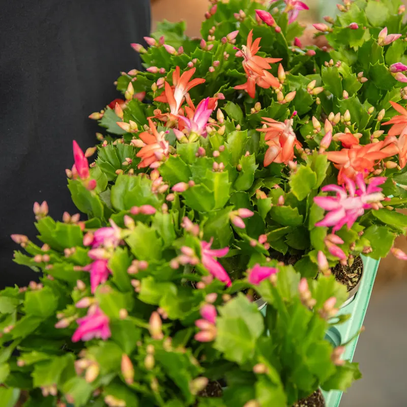 Cactus di Natale