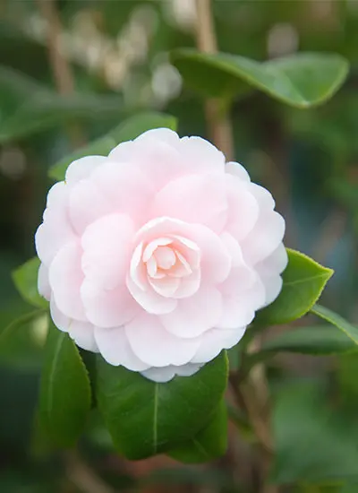 CAMELIA 21CM