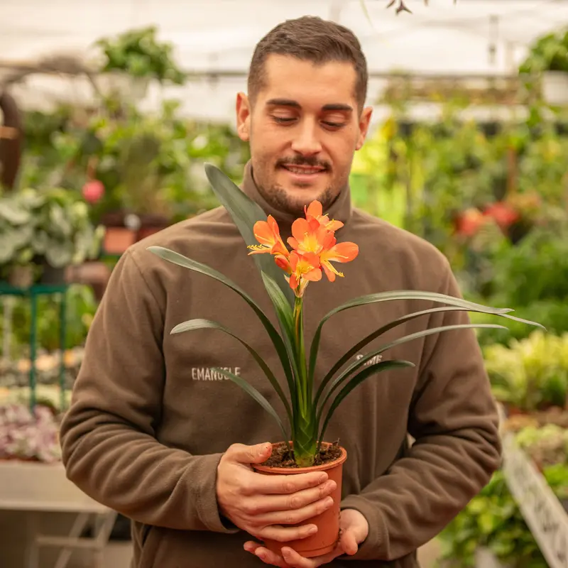 Clivia miniata