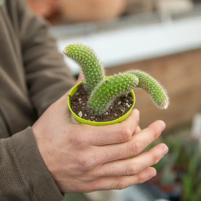 Coda di scimmia pianta