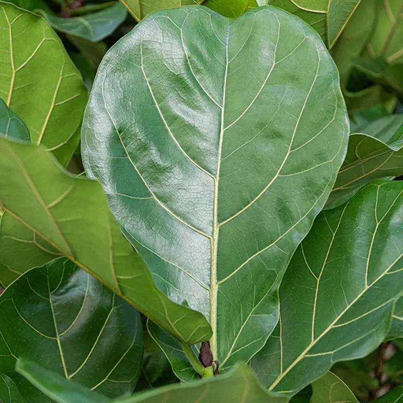 FICUS LYRATA 17CM