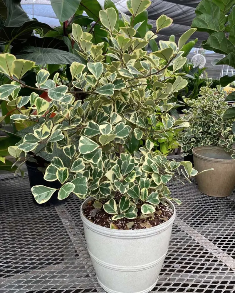 FICUS TRIANGULARIS VARIEGATO VASO 20CM