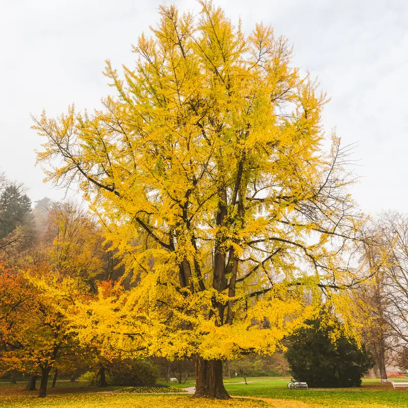 Ginkgo biloba albero