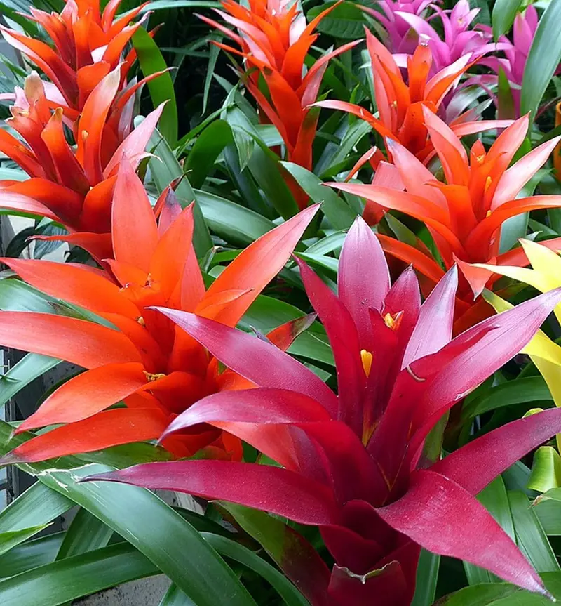 GUZMANIA COLORE ASSORTITO IN VASO 12CM