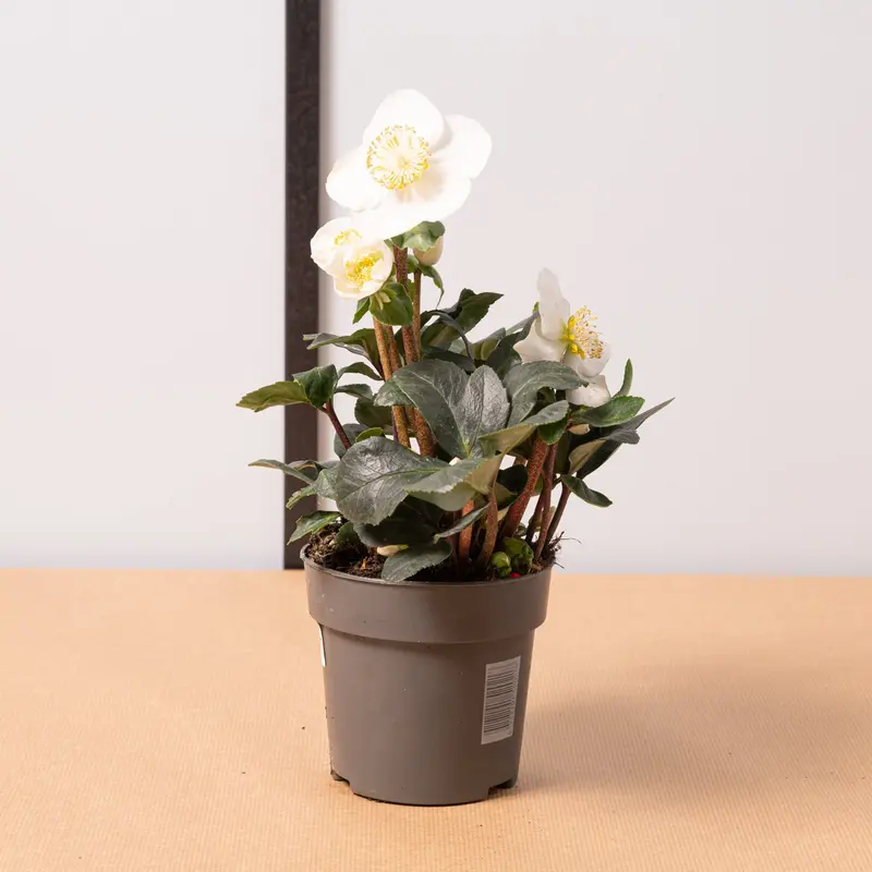 Helleborus niger christmas carol