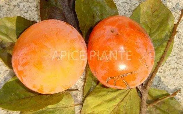 Kako Tipo / Loto di Romagna / Ragno - v. 20 cm - Apice Piante