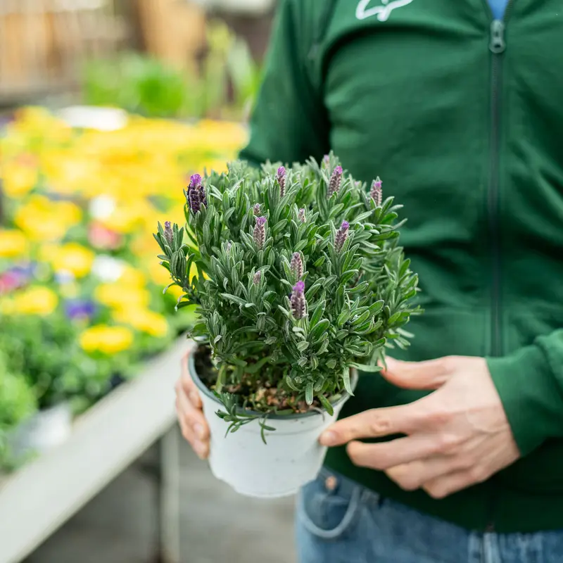 Lavanda stoechas