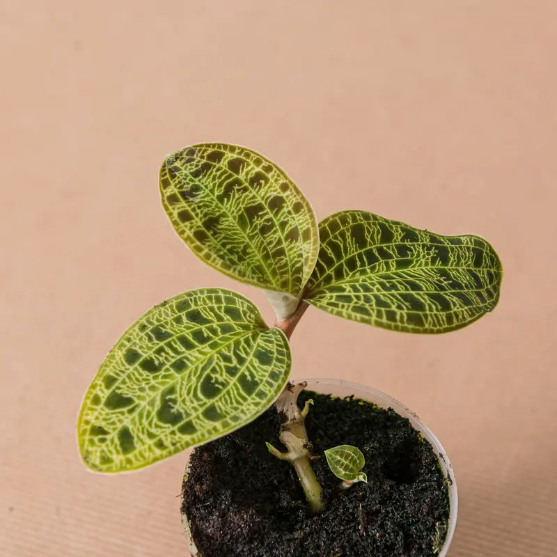 Macodes petola