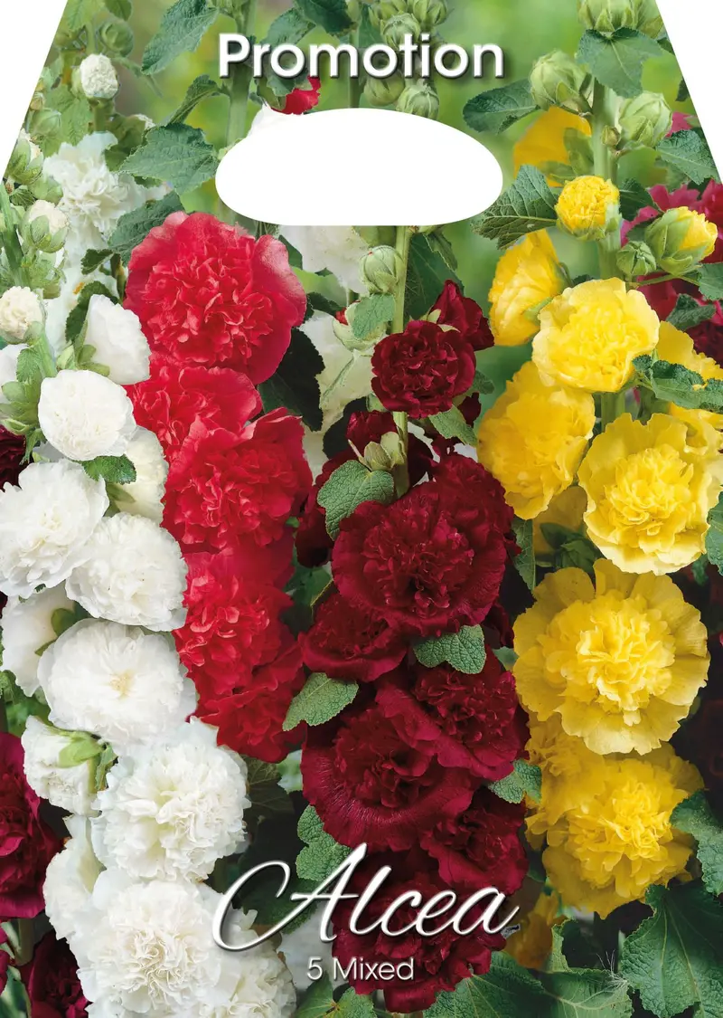 Malvarosa Alcea Mixed (CONFEZIONE DA 5 BULBI)