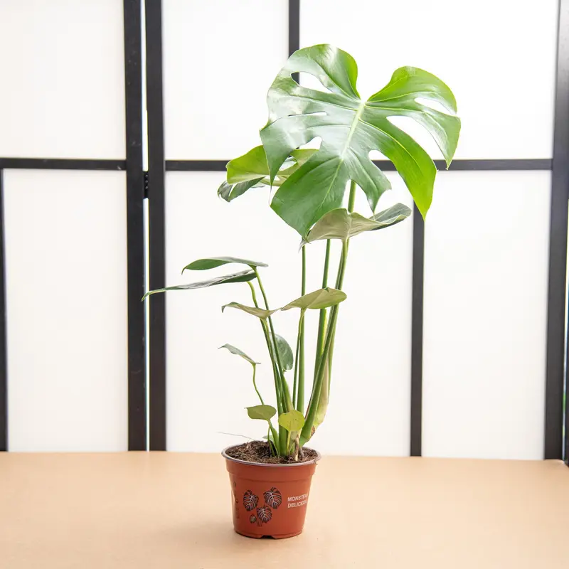 Monstera deliciosa