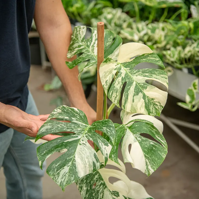 Monstera variegata