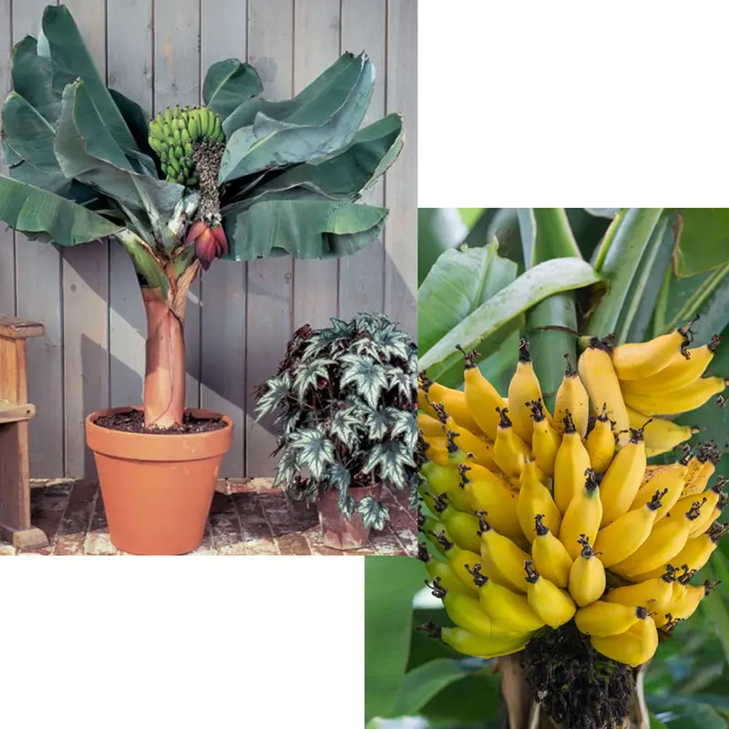 MUSA ACUMINATA DWARF CAVENDISH BANANO VASO 24CM
