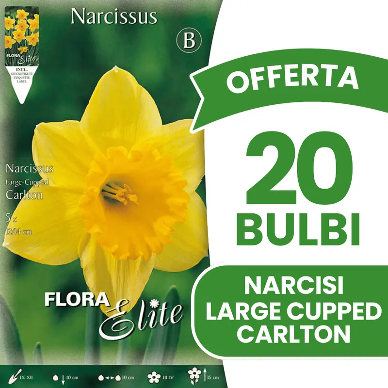 OFFERTA 20 BULBI NARCISO LARGE-CUPPED CARLTON