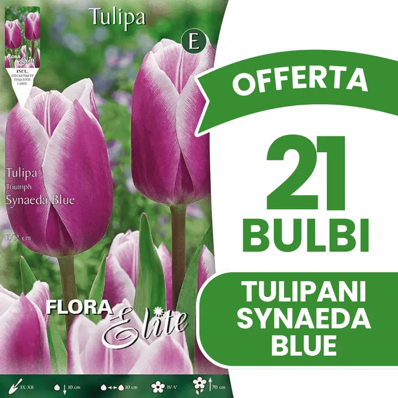 OFFERTA 21 BULBI TULIPANO TRIUMPH SYNAEDA BLUE