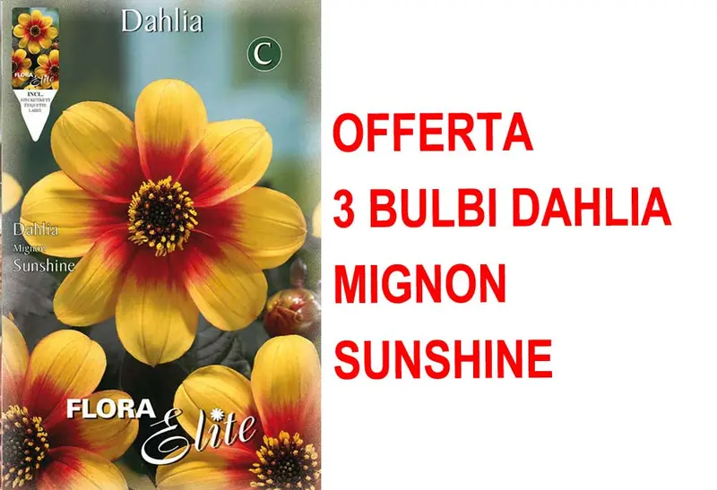 OFFERTA 3 BULBI DI DAHLIA MIGNON SUNSHINE