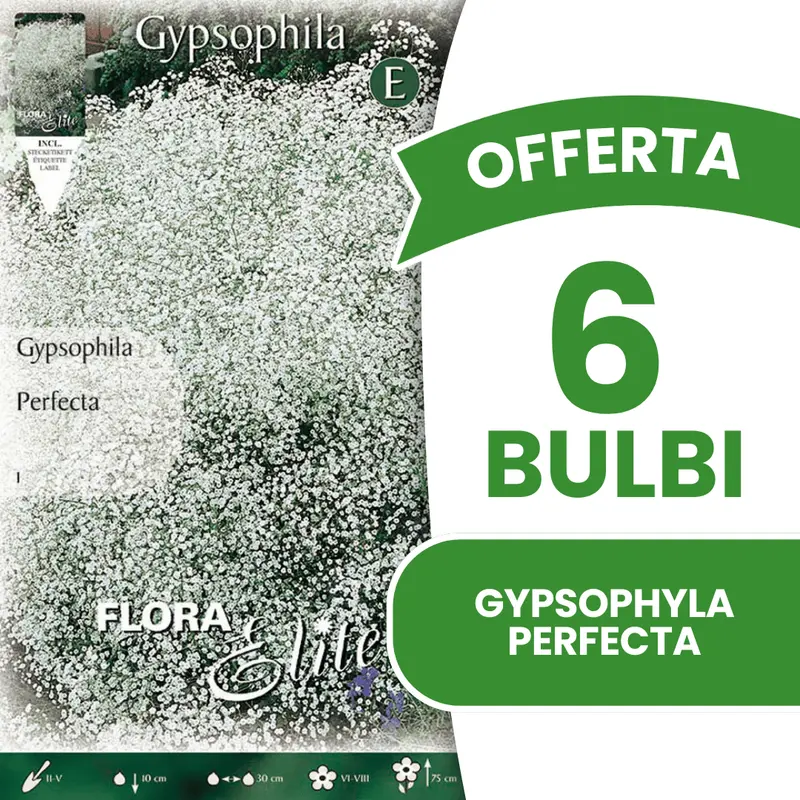 OFFERTA 6 BULBI GYPSOPHYLA PERFECTA