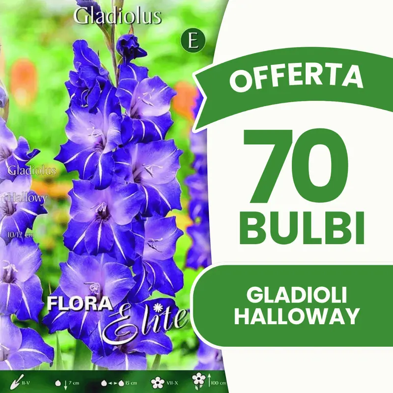 Offerta 70 Bulbi Gladioli Halloway