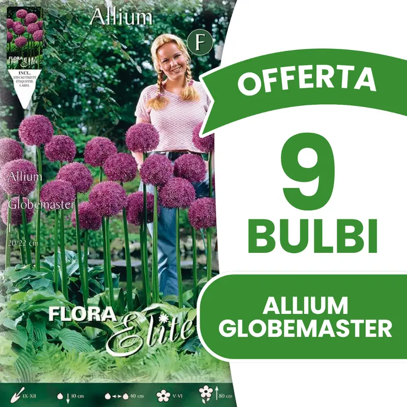 OFFERTA 9 BULBI ALLIUM GLOBEMASTER