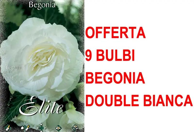 OFFERTA 9 BULBI BEGONIA DOUBLE BIANCA