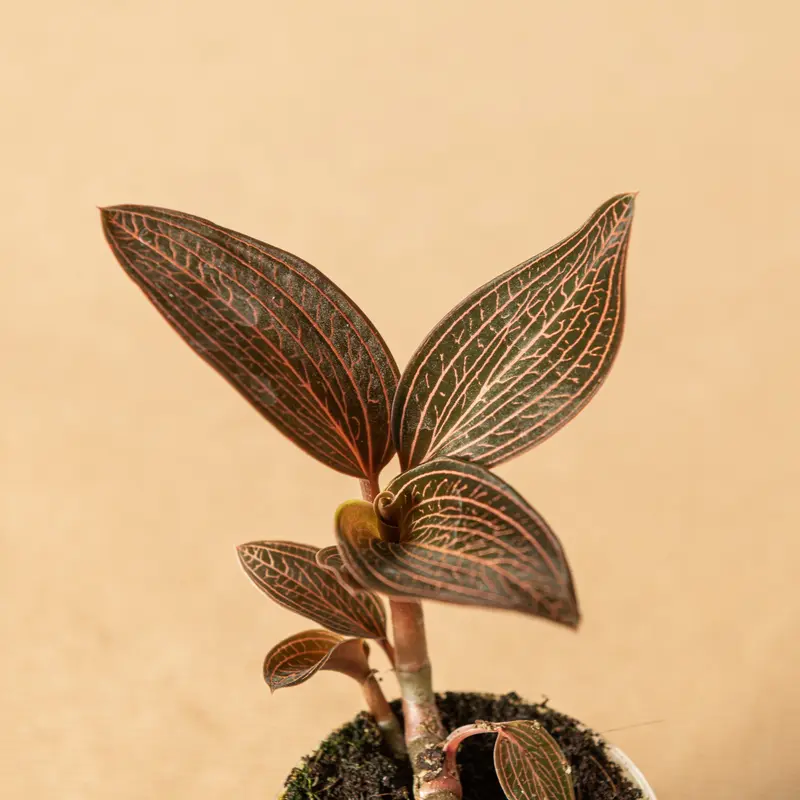 Orchidea Ludisia discolor ruby