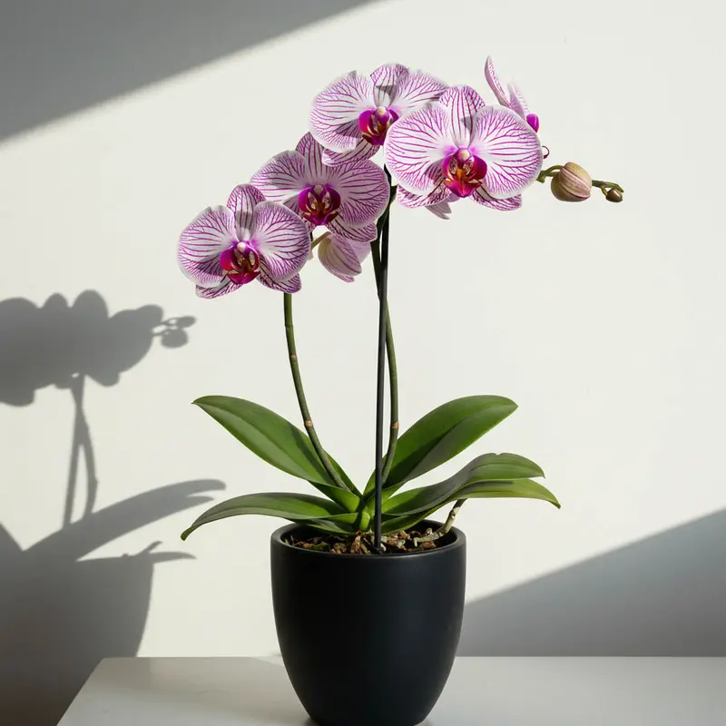 ORCHIDEA PHALAENOPSIS TABLO BELLINI VASO 12CM