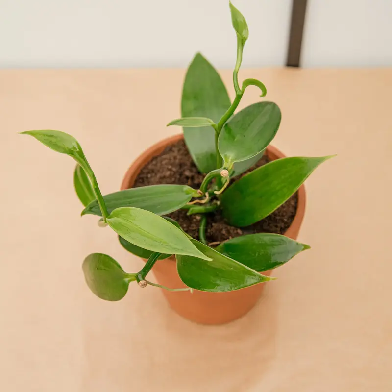 Orchidea Vanilla planifolia