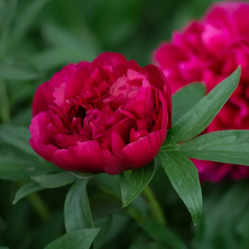 Peonia suffruticosa