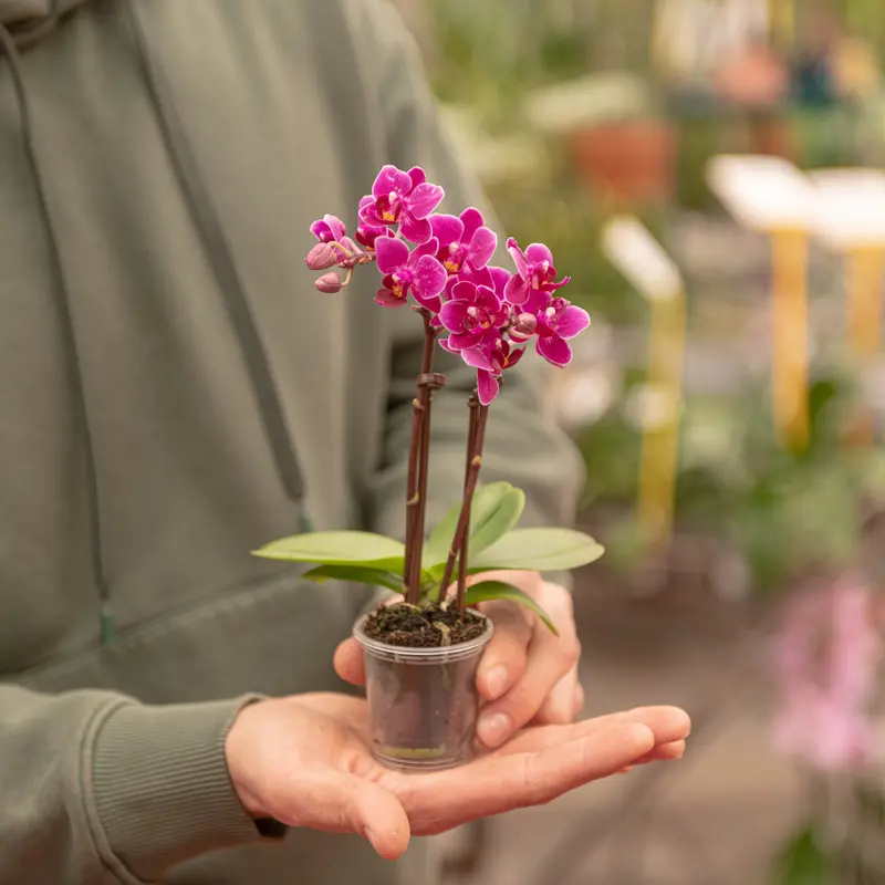 Phalaenopsis mini