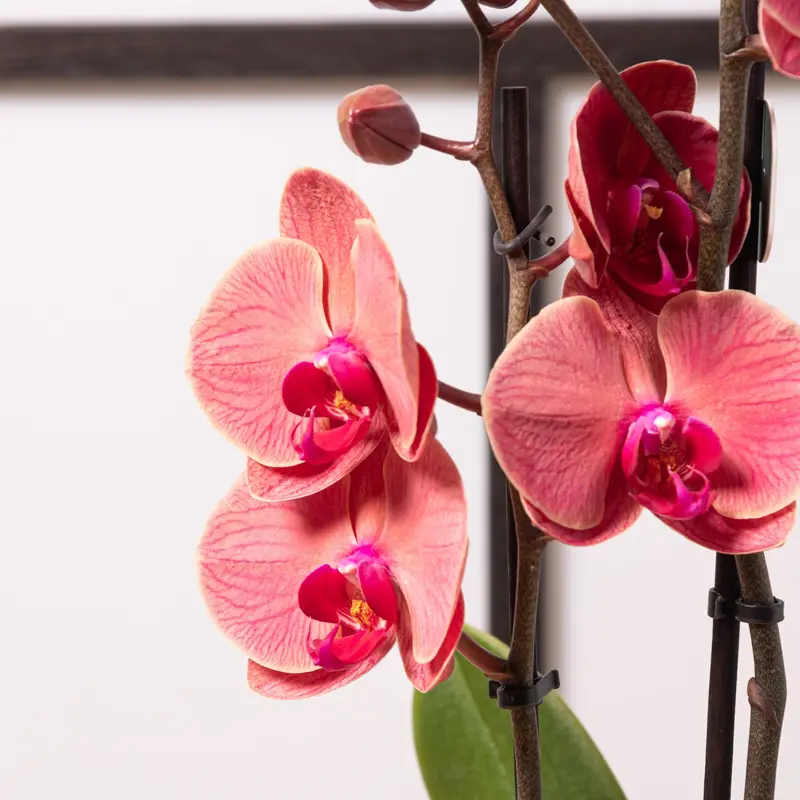 Phalaenopsis rossa