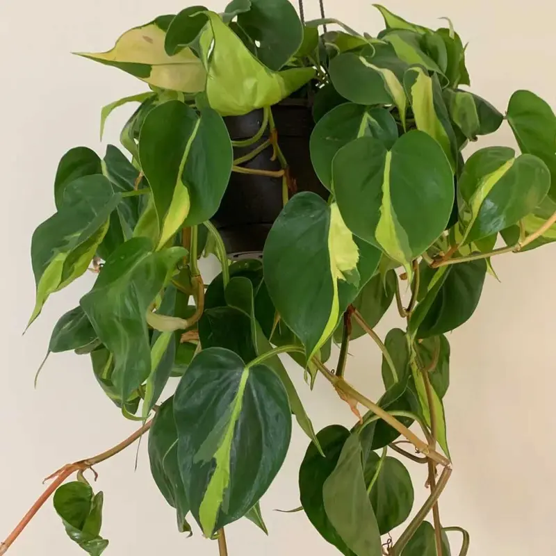 PHILODENDRON SCANDENS BRASIL VASO 12CM