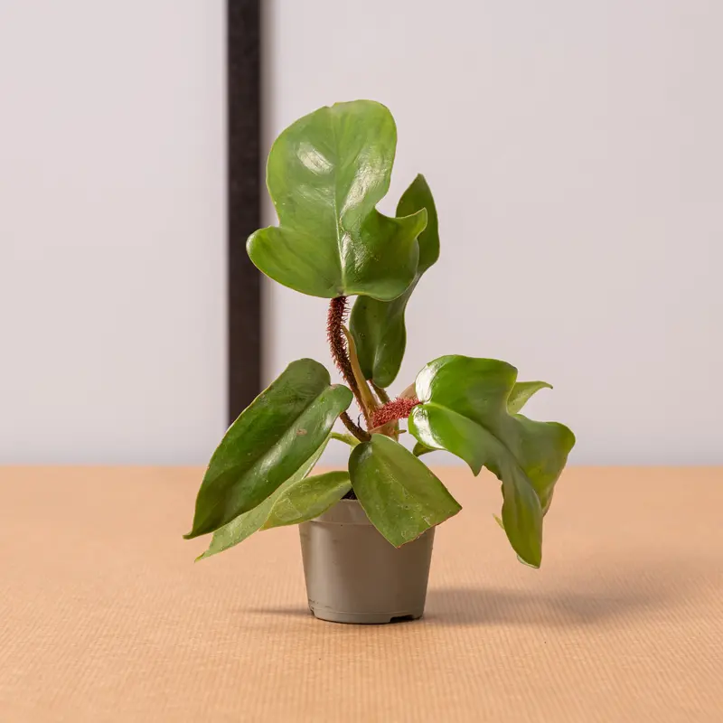 Philodendron squamiferum