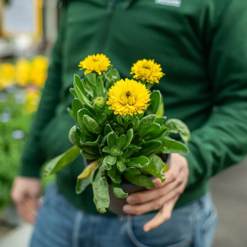 Pianta Calendula
