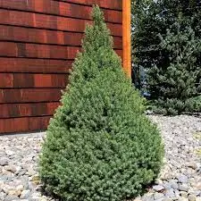 PICEA GLAUCA DECEMBER VASO 13CM
