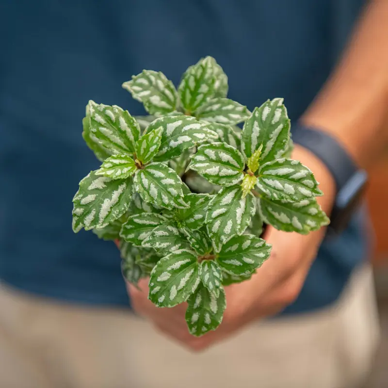 Pilea cadierei