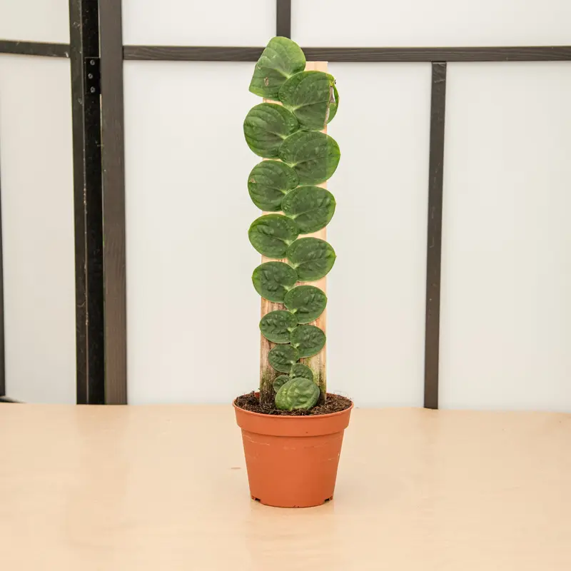Rhaphidophora korthalsii