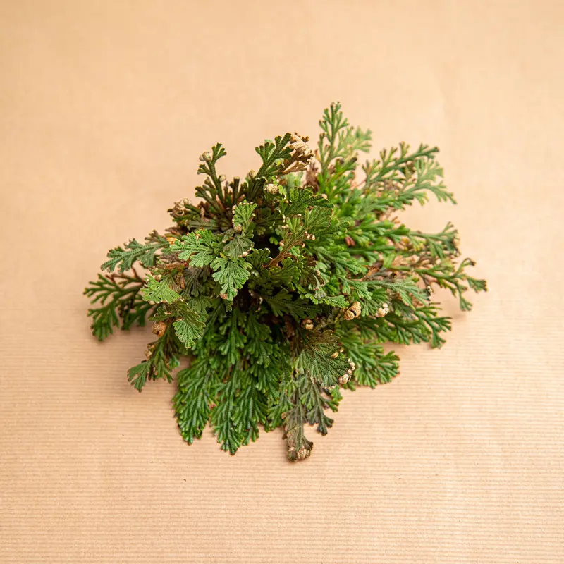 Rosa del deserto