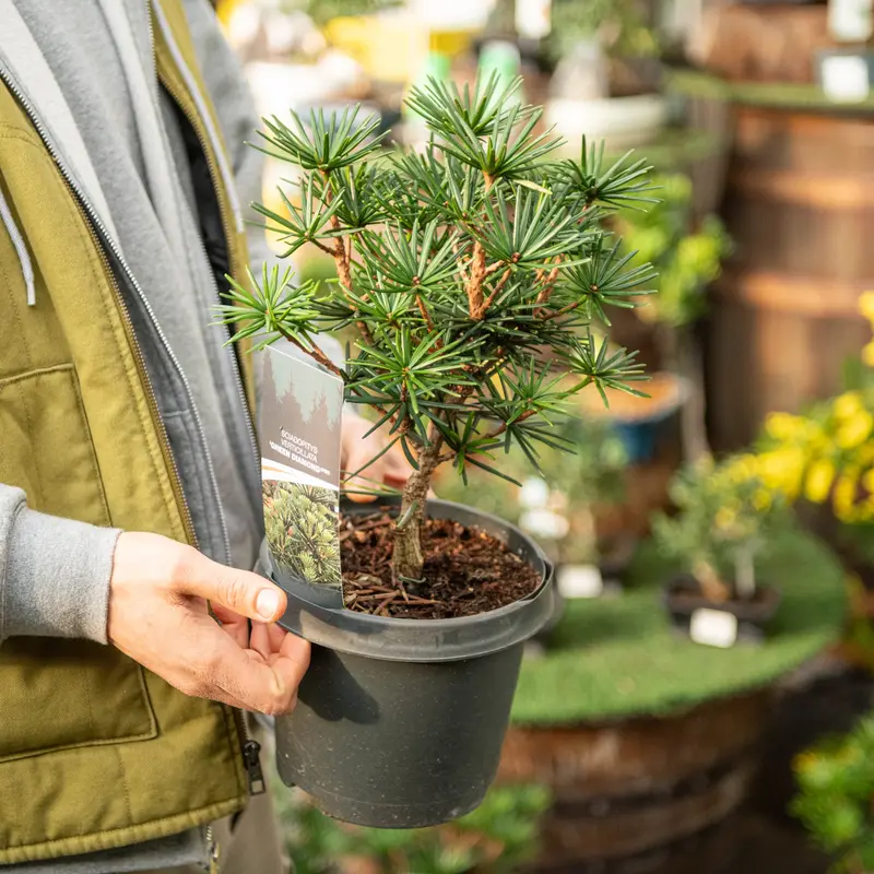 Sciadopitys verticillata