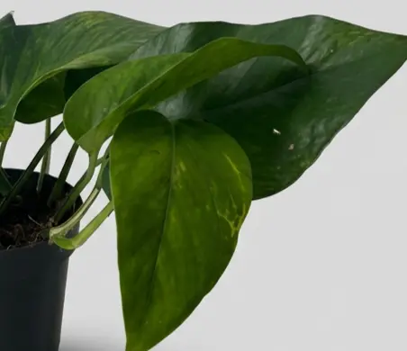 Scindapsus Green in Vaso da 12cm