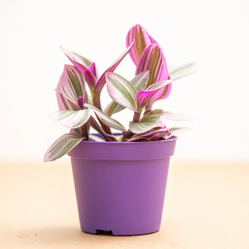 Tradescantia nanouk