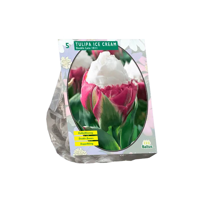 Tulipano doppio cono gelato
