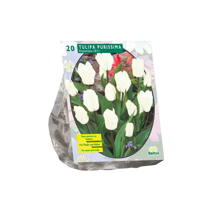 Tulipano purissima