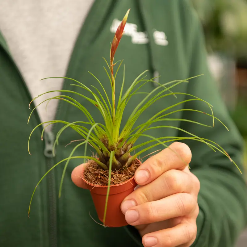 Vriesea correia Araujoi
